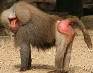 baboon-120409